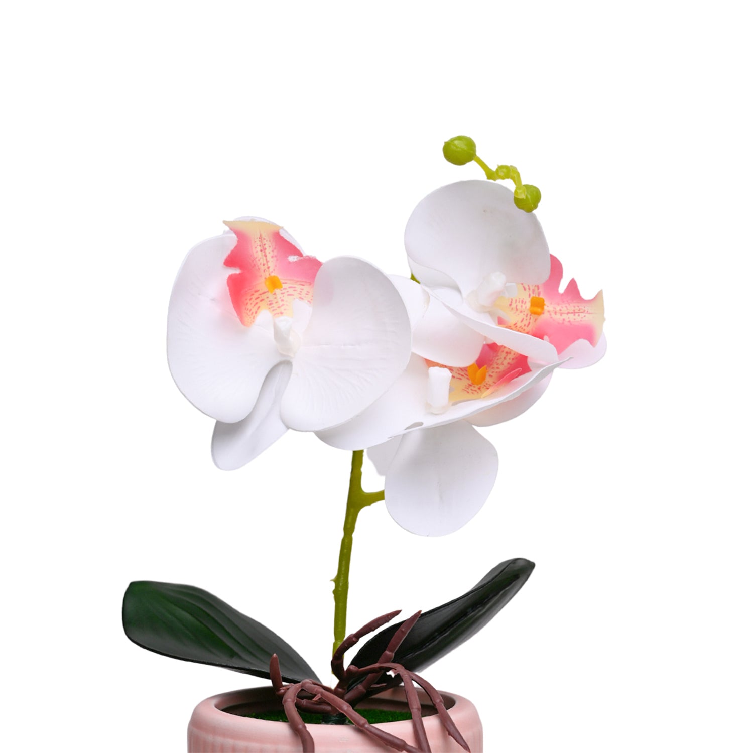 White Orchid Flowers With Pink Wide Pot