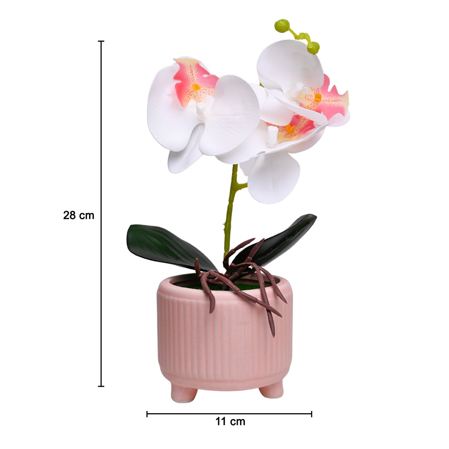 White Orchid Flowers With Pink Wide Pot
