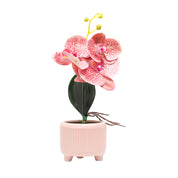 Orchid Flowers With Lightgreen Pot