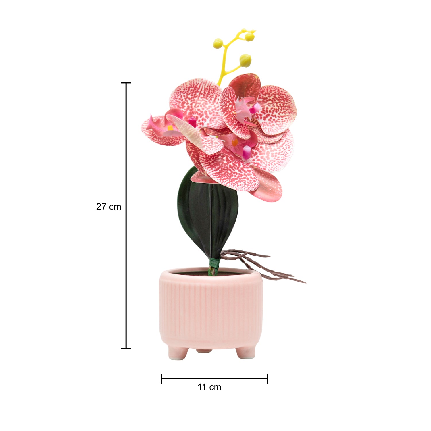 Orchid Flowers With Lightgreen Pot