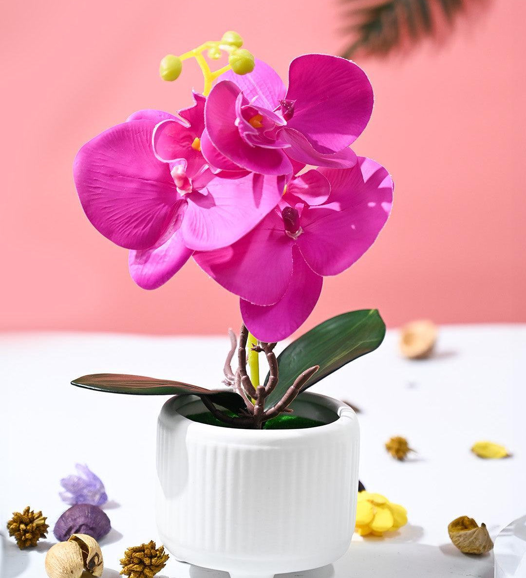 Orchid Flowers With White Pot - MARKET99