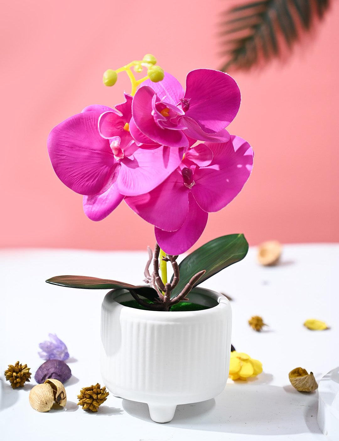 Orchid Flowers With White Pot - MARKET99