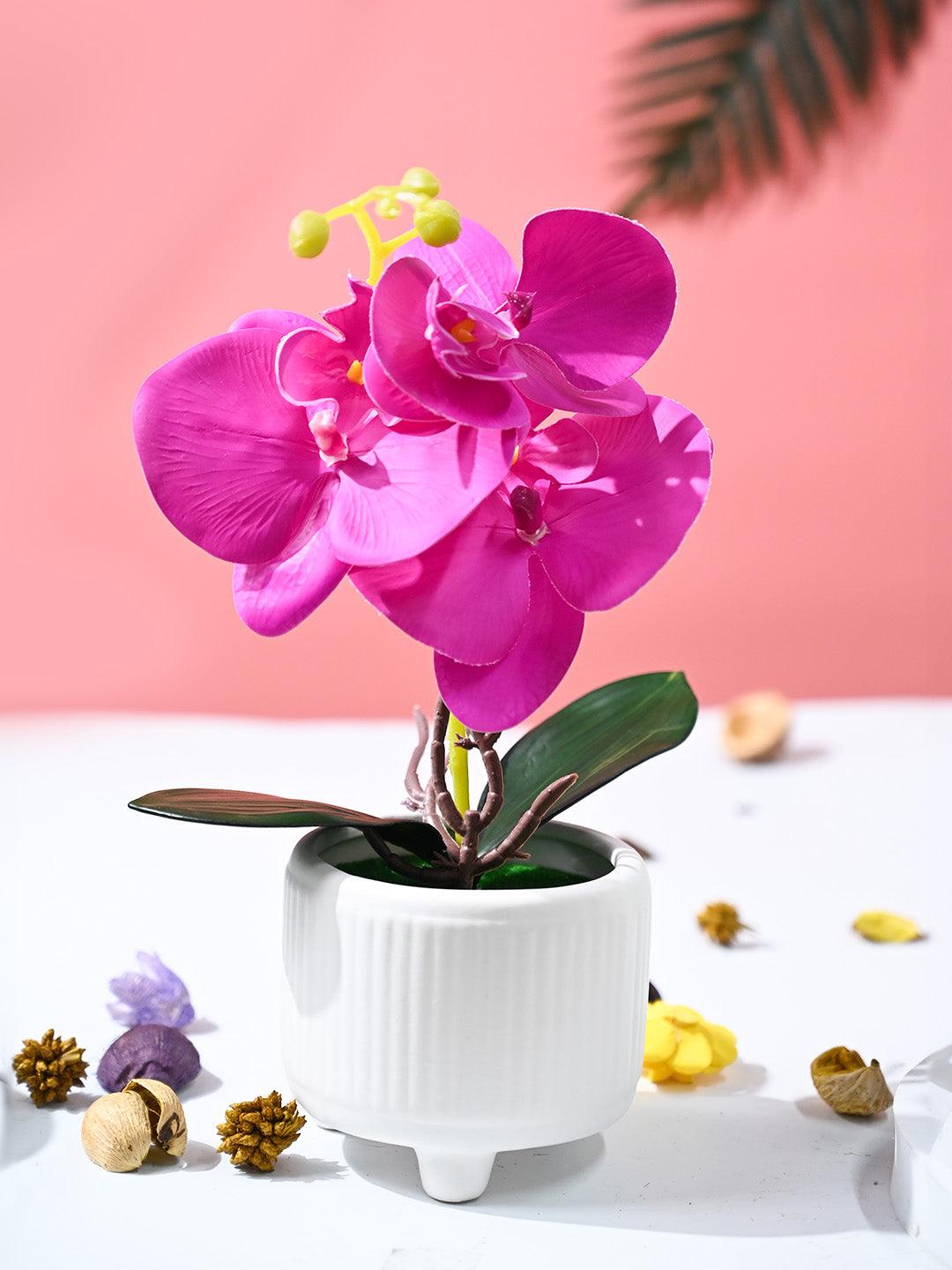 Orchid Flowers With White Pot