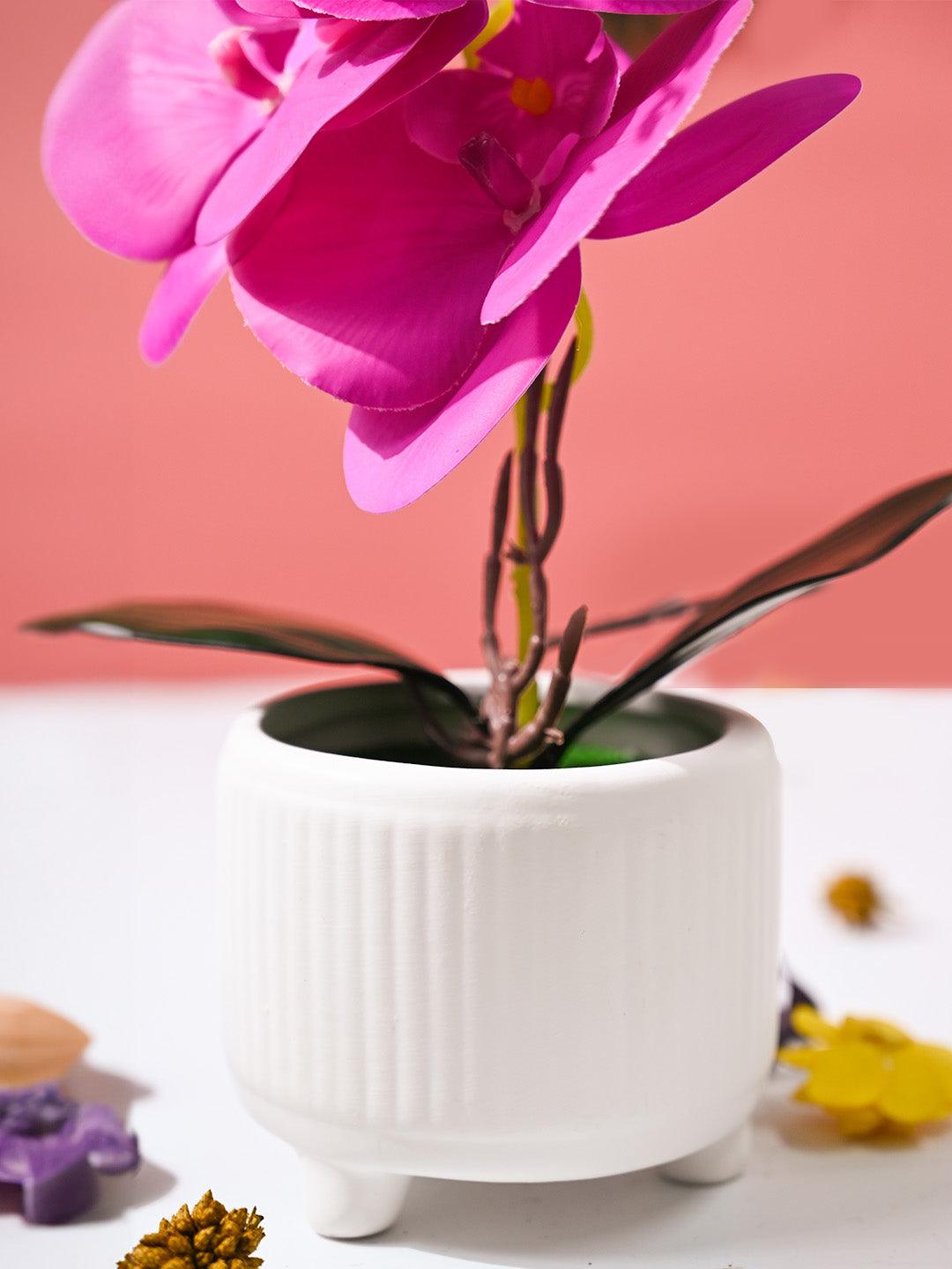 Orchid Flowers With White Pot - MARKET99