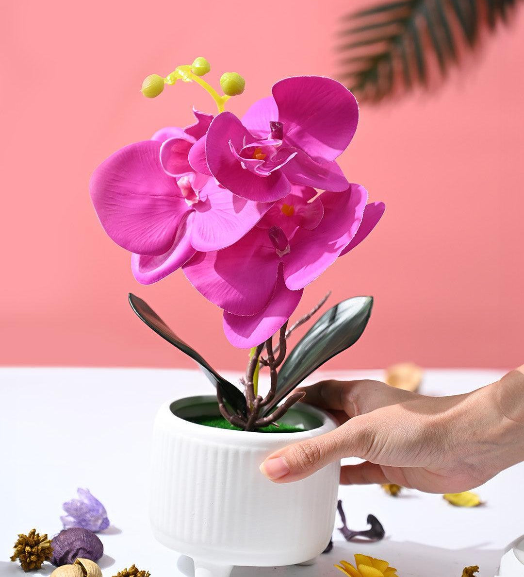 Orchid Flowers With White Pot - MARKET99