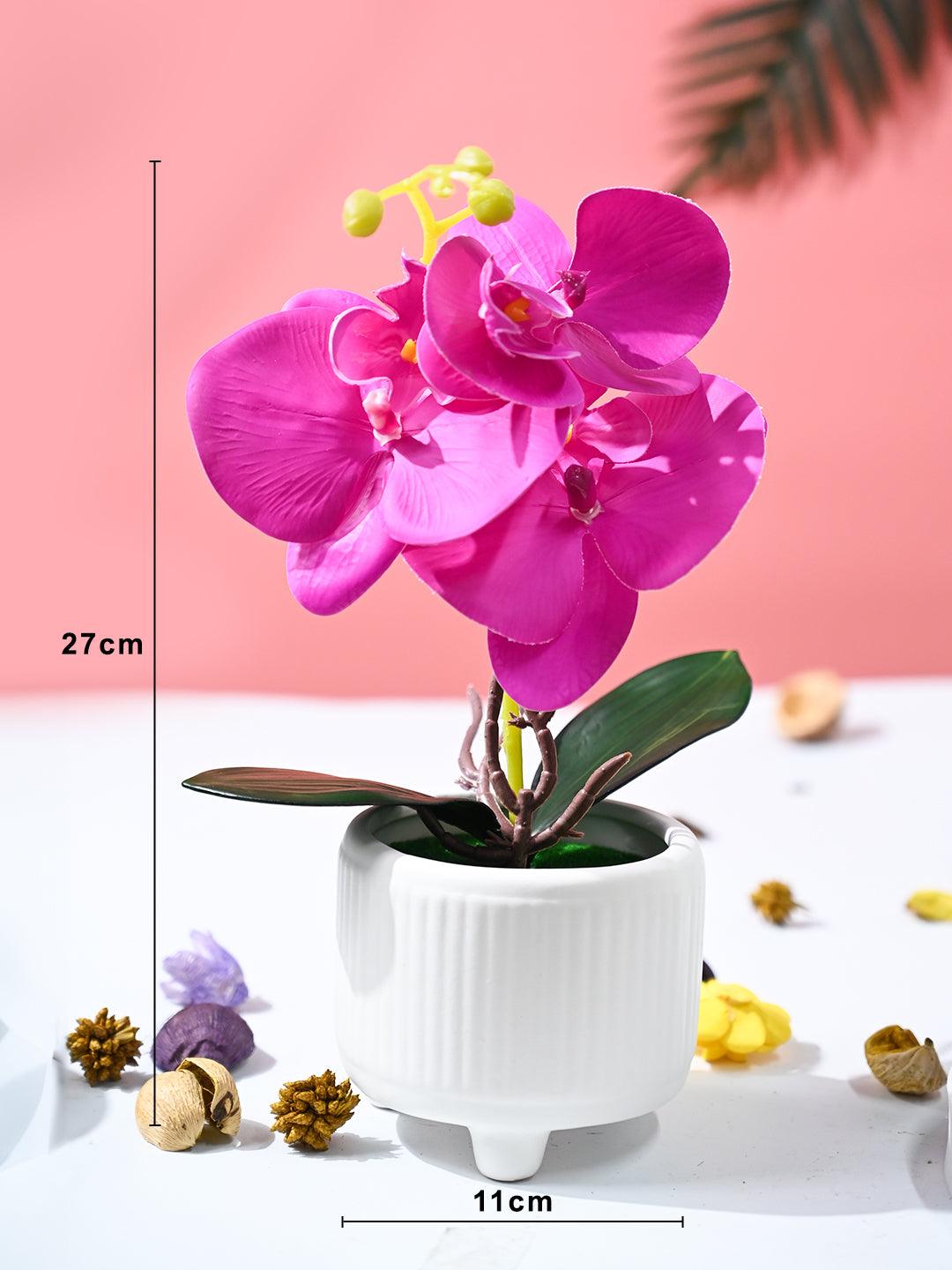 Orchid Flowers With White Pot