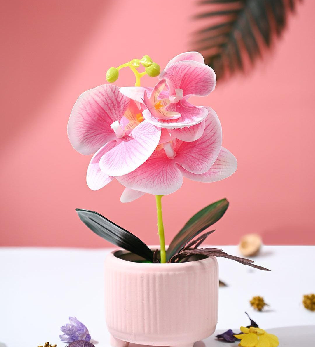 Orchid Flowers With Peach Pot - MARKET99
