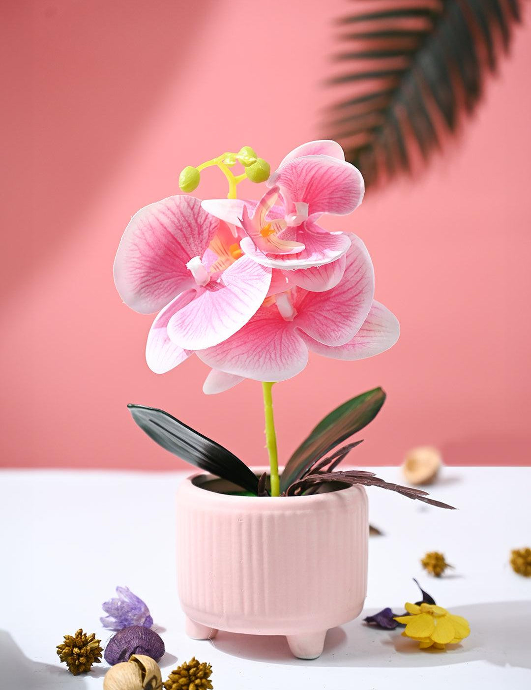 Orchid Flowers With Peach Pot - MARKET99