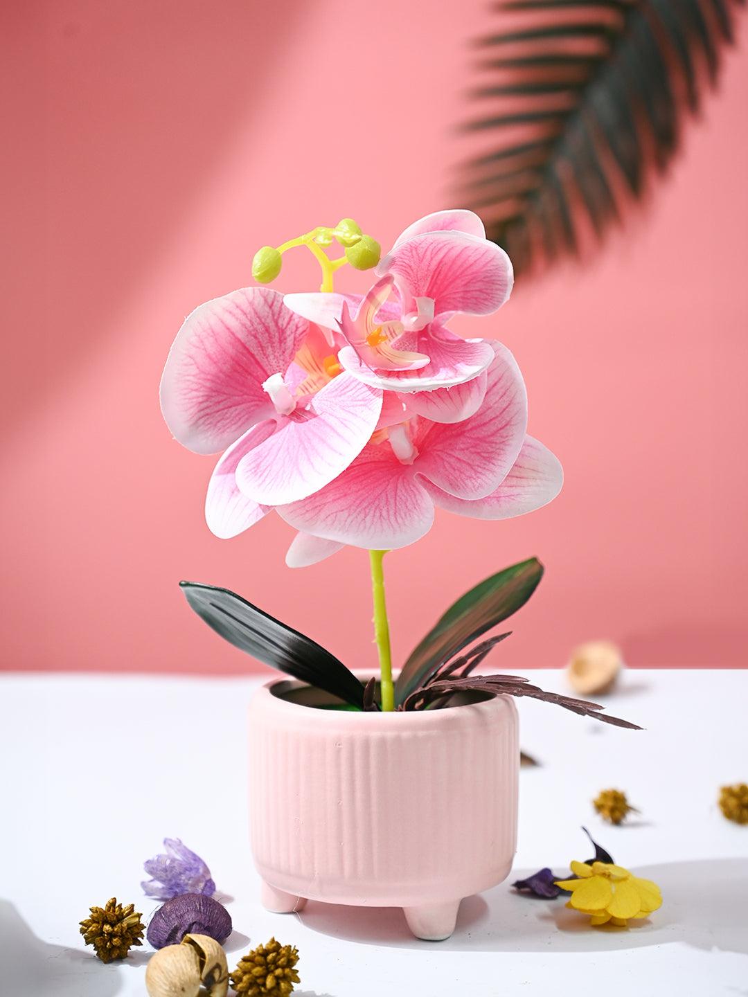 Orchid Flowers With Peach Pot - MARKET99