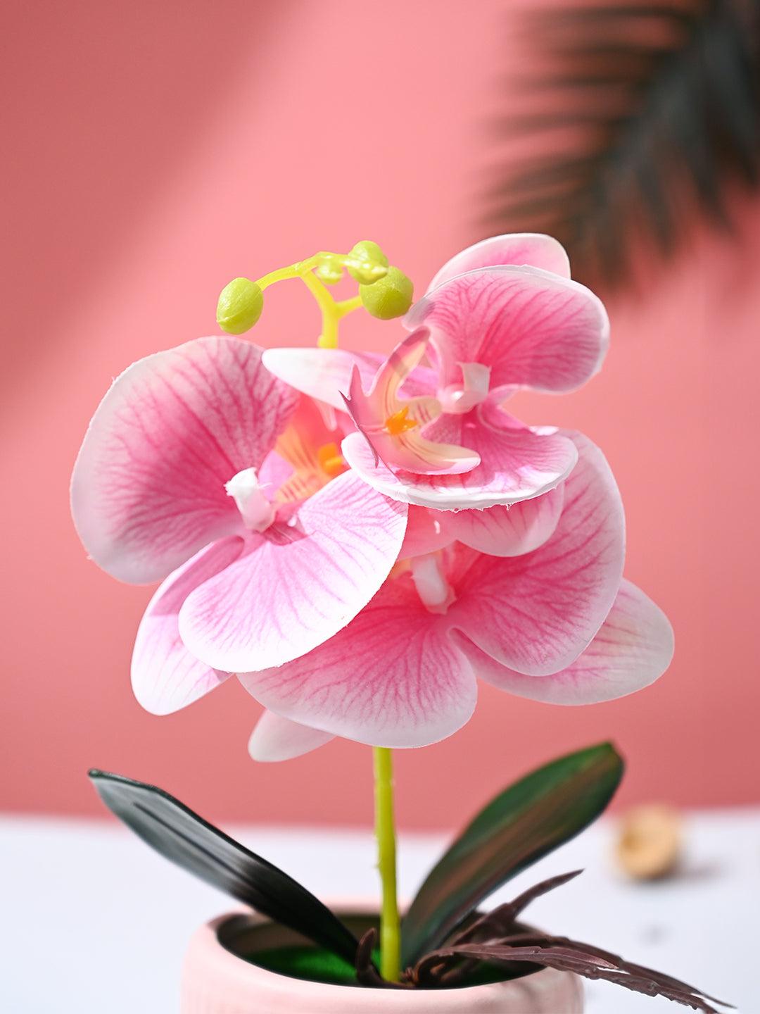 Orchid Flowers With Peach Pot