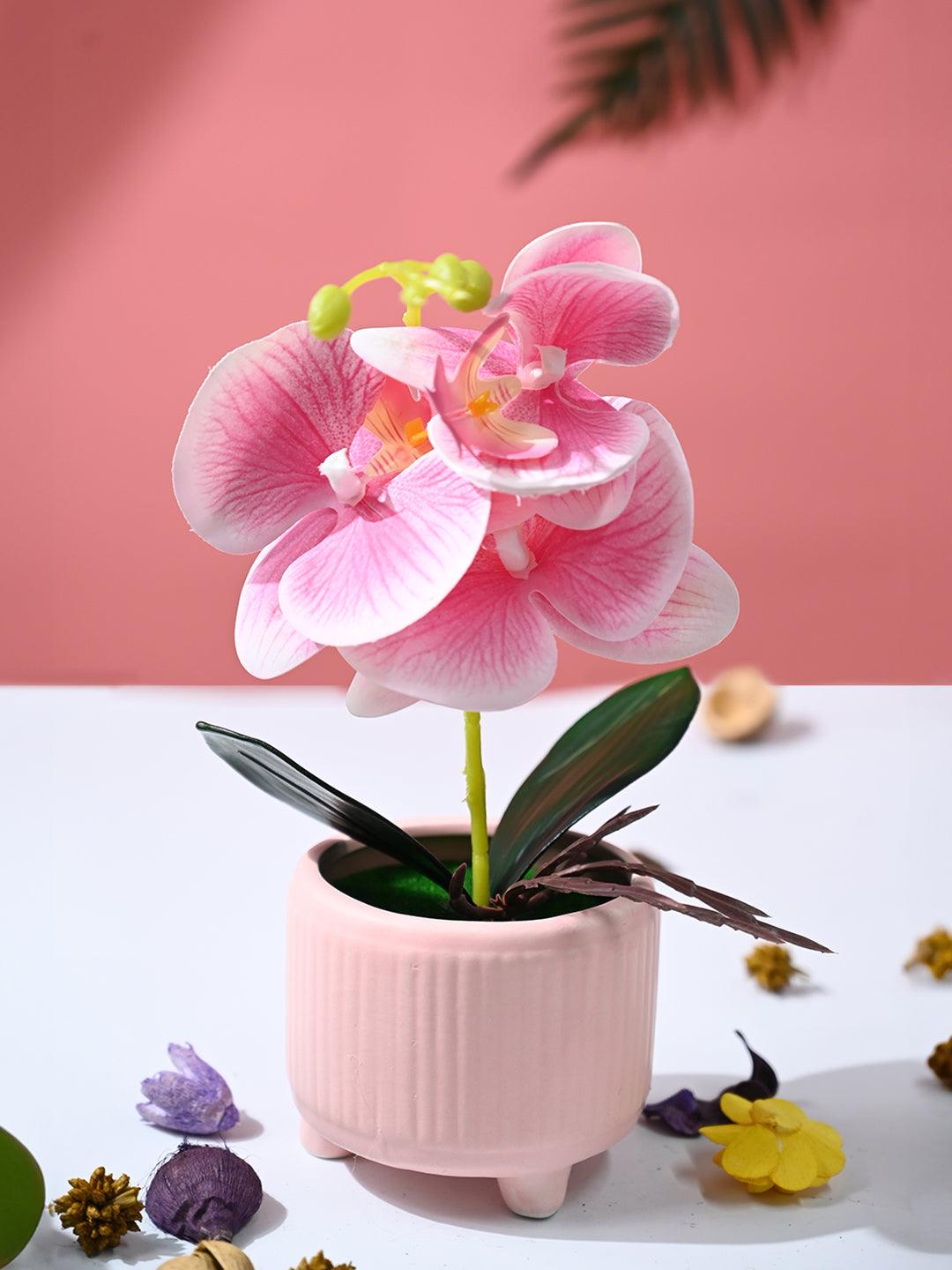 Orchid Flowers With Peach Pot - MARKET99