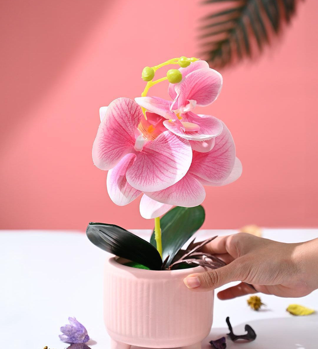 Orchid Flowers With Peach Pot - MARKET99
