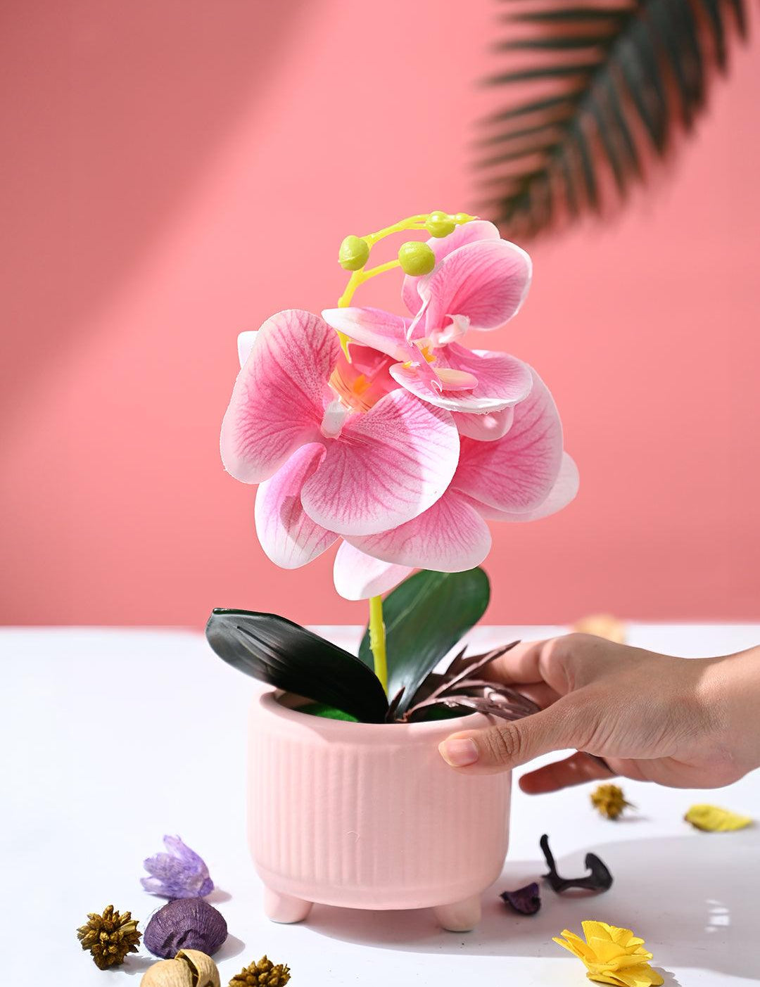 Orchid Flowers With Peach Pot - MARKET99