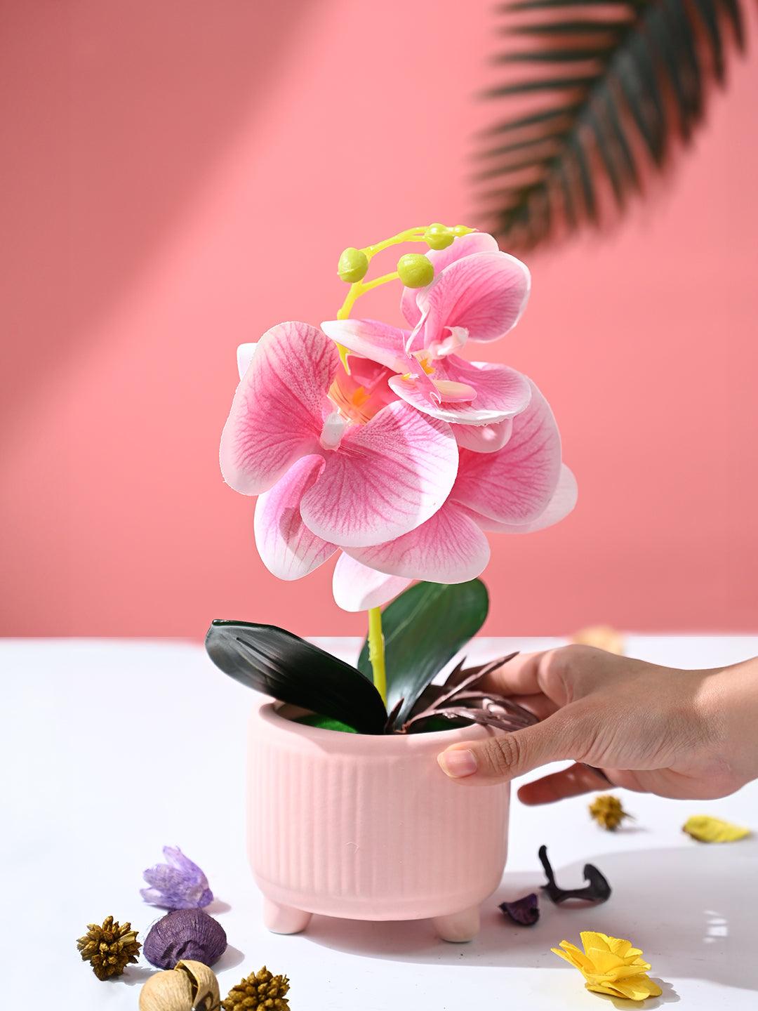 Orchid Flowers With Peach Pot