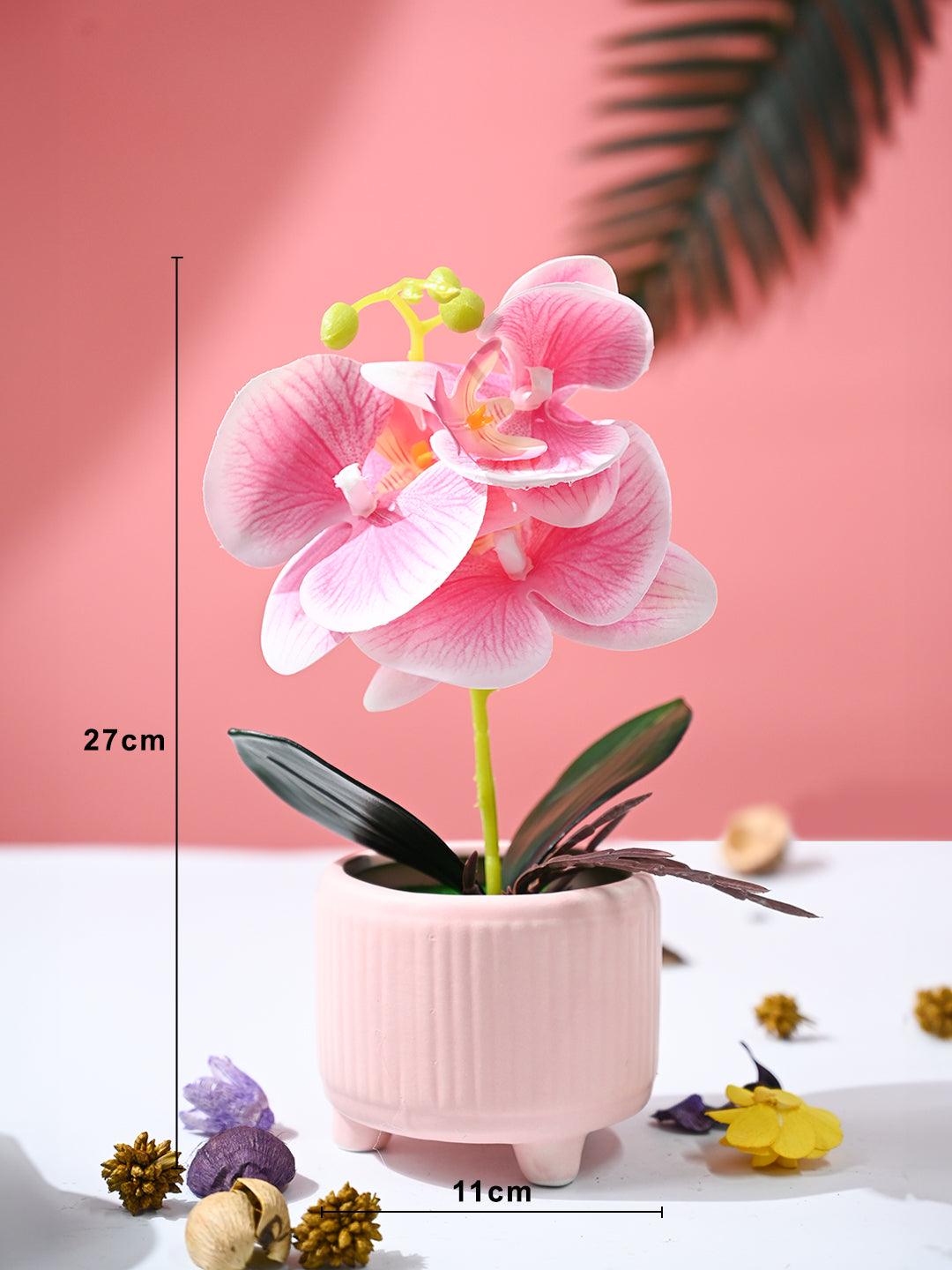 Orchid Flowers With Peach Pot - MARKET99