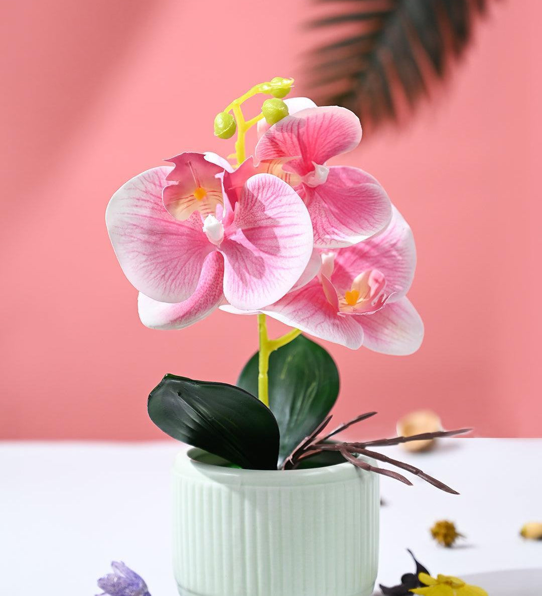 Orchid Flowers With Lightgreen Pot - MARKET99