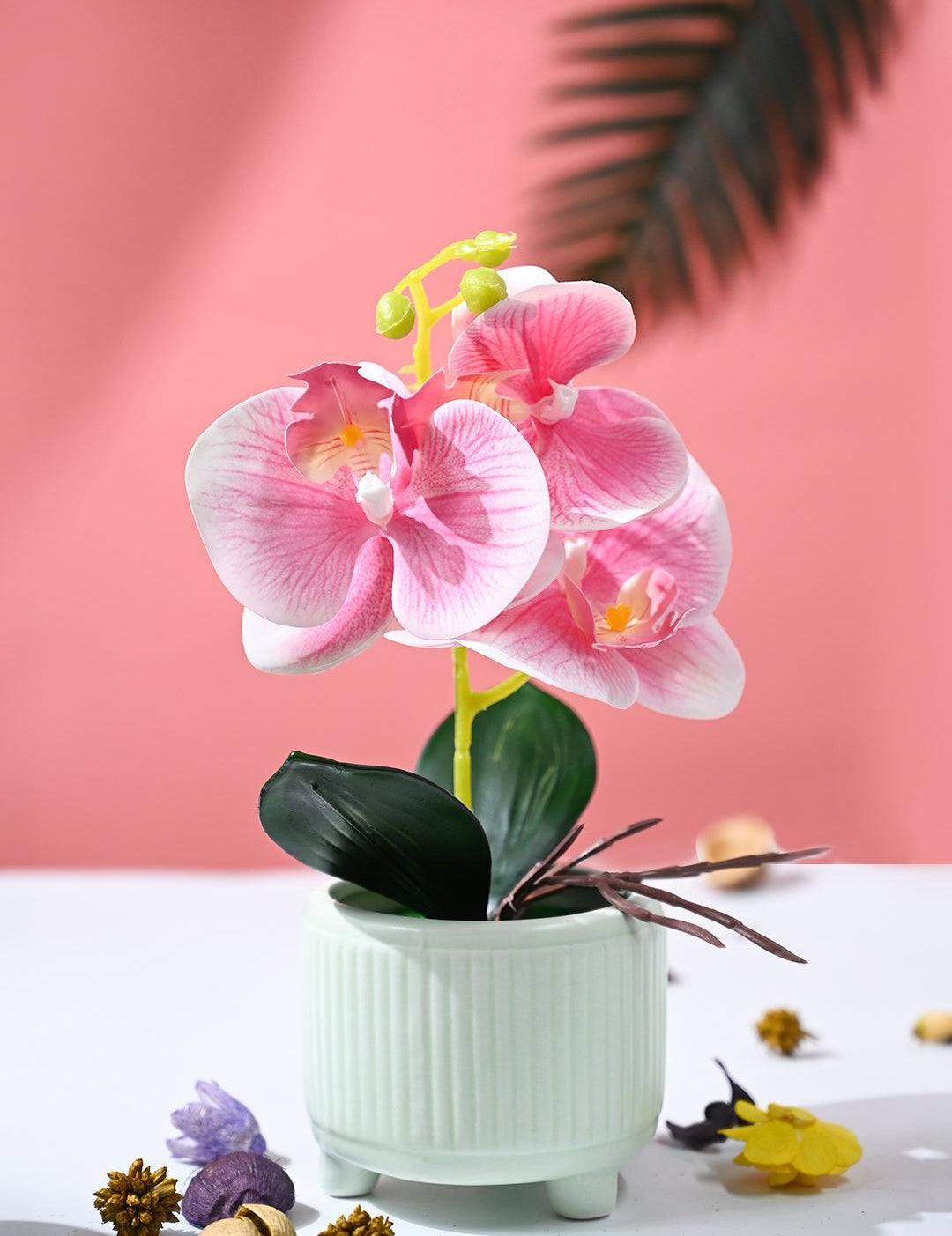 Orchid Flowers With Lightgreen Pot - MARKET99