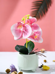 Orchid Flowers With Lightgreen Pot - MARKET99