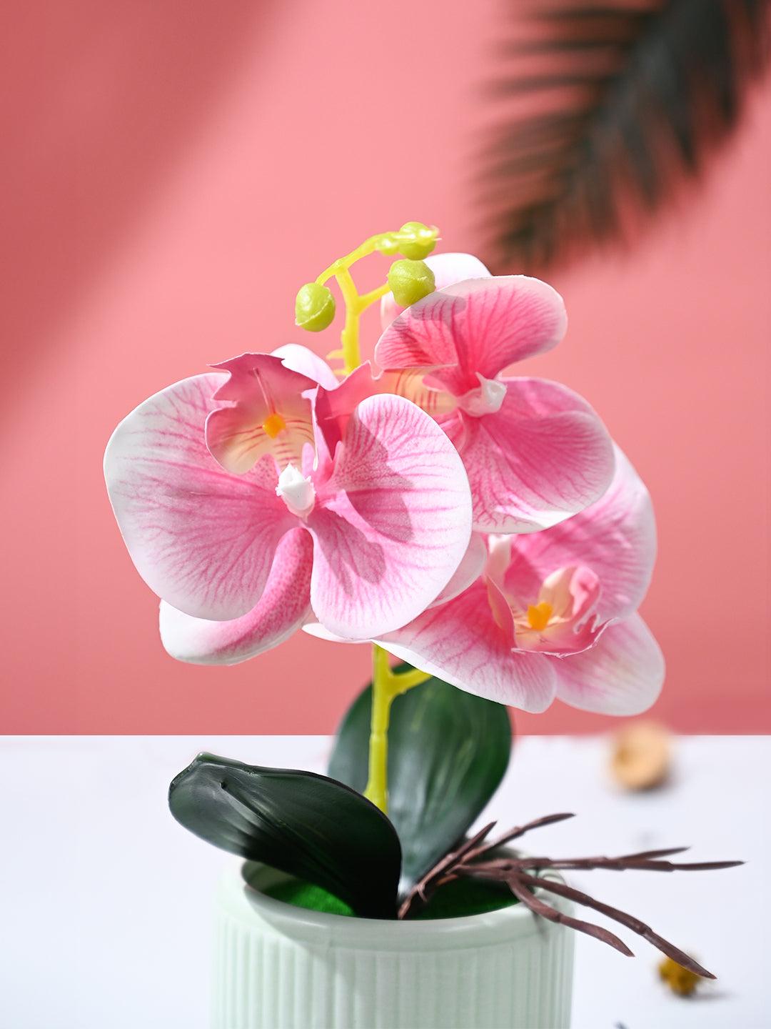Orchid Flowers With Lightgreen Pot - MARKET99