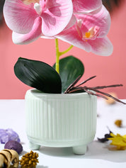 Orchid Flowers With Lightgreen Pot - MARKET99