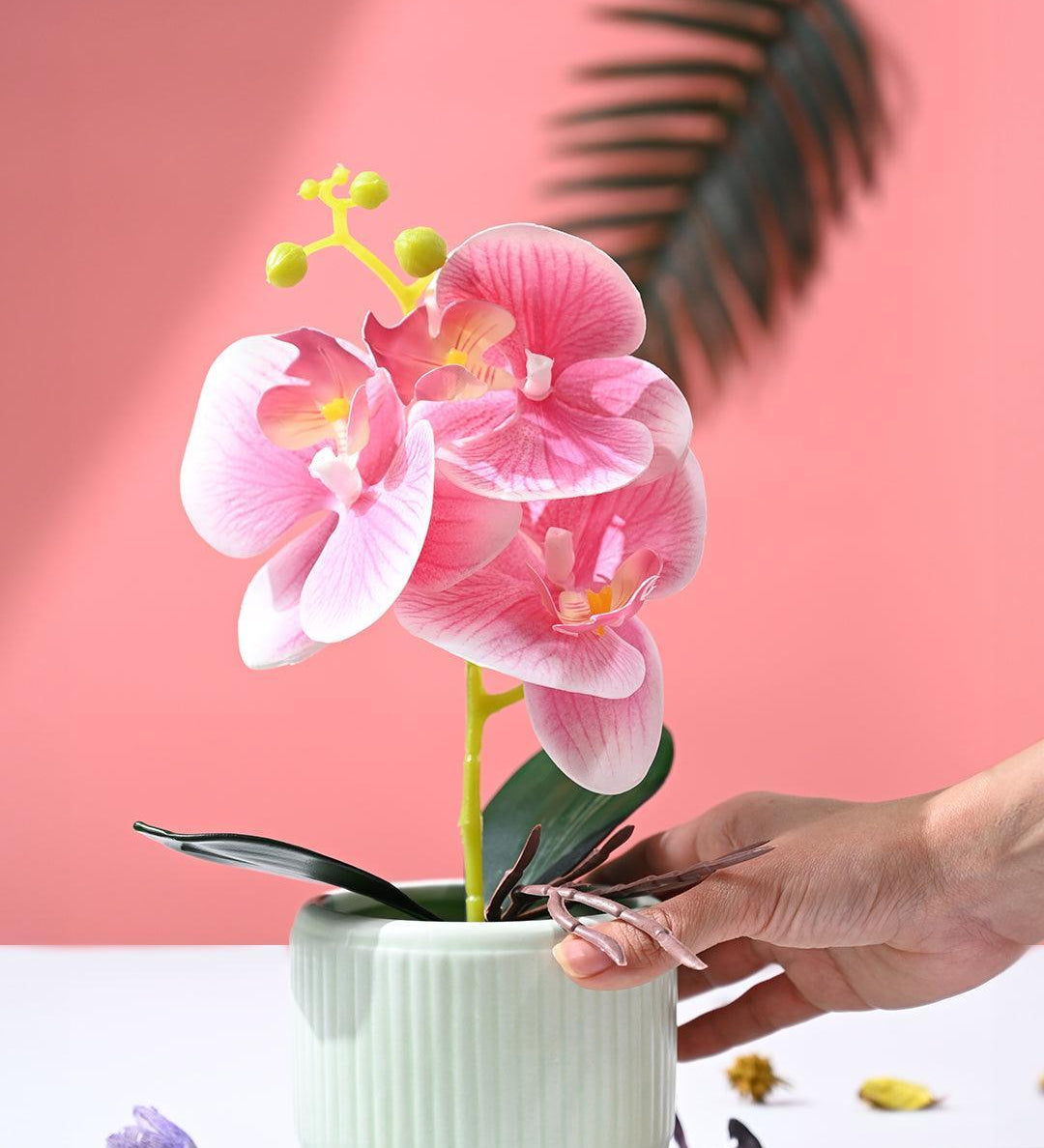 Orchid Flowers With Lightgreen Pot - MARKET99