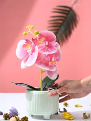 Orchid Flowers With Lightgreen Pot - MARKET99