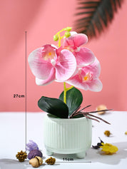 Orchid Flowers With Lightgreen Pot - MARKET99