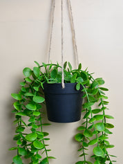 Artificial hanging Plant Pot - MARKET99