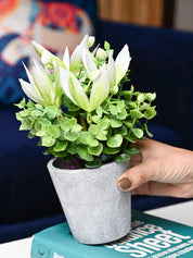 White & Green Artificial Flower with Pot - Cylindrical Shape - MARKET99