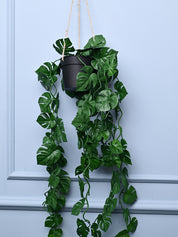 Green Hanging Planter - Cylindrical Shape - MARKET99