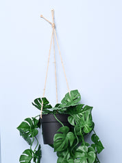 Green Hanging Planter - Cylindrical Shape - MARKET99