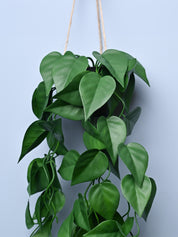 Green Hanging Planter - Cylindrical Shape - MARKET99