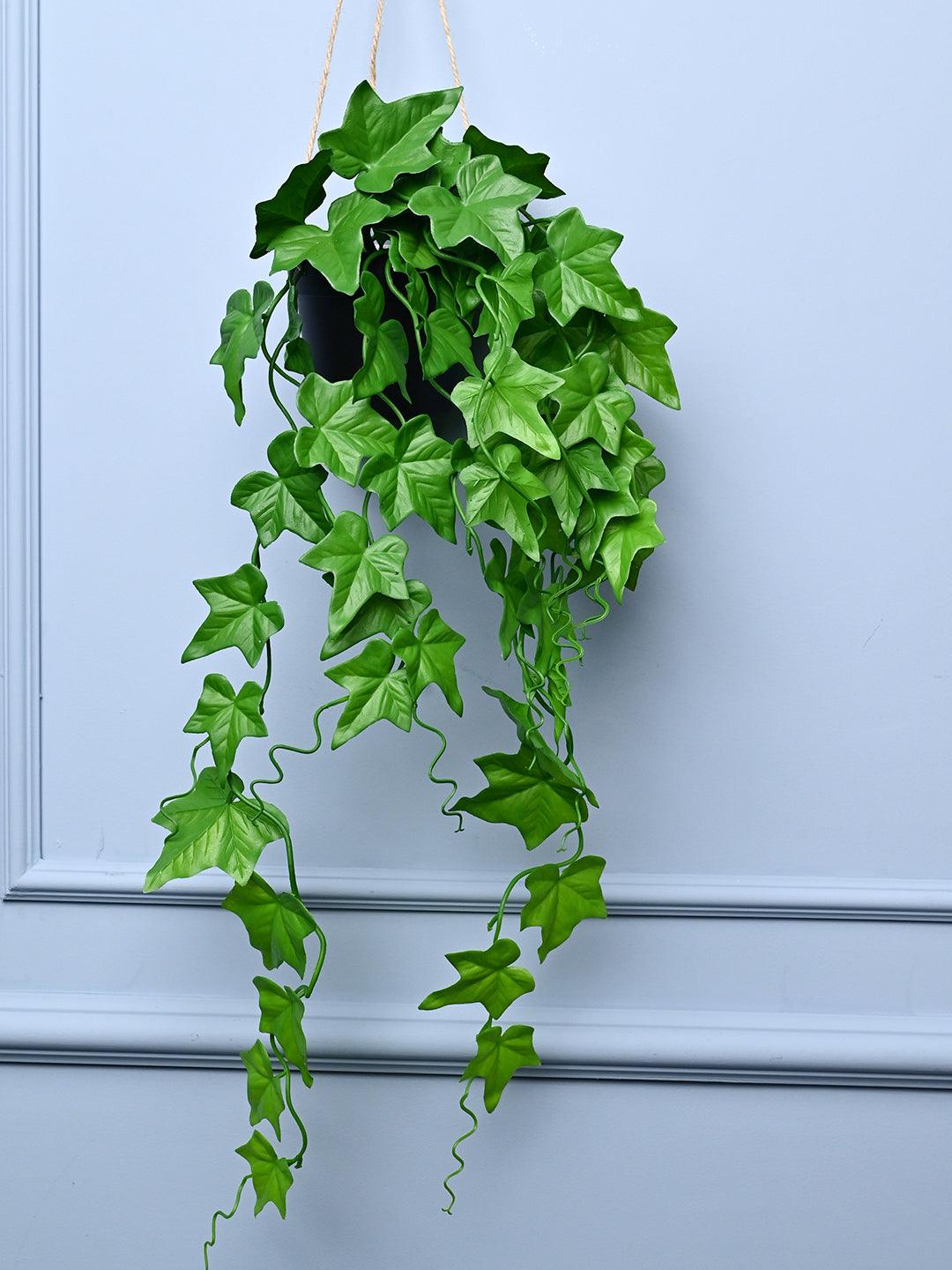 Planter Box Online: Buy Flower Plant Boxes at Best Prices | Market