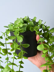 Green Hanging Planter - Cylindrical Shape