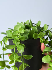 Green Hanging Planter - Cylindrical Shape