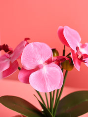 Pink Orchid Flowers With Golden Pot - Indoor Office Plants