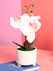 White Orchid Flowers With White Pot - Indoor Office Plants