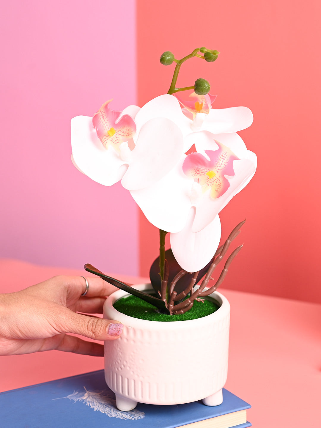 White Orchid Flowers With White Pot - Indoor Office Plants