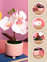 White Orchid Flowers With Pink Pot - Table Top Plants