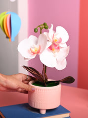 White Orchid Flowers With Pink Pot - Table Top Plants