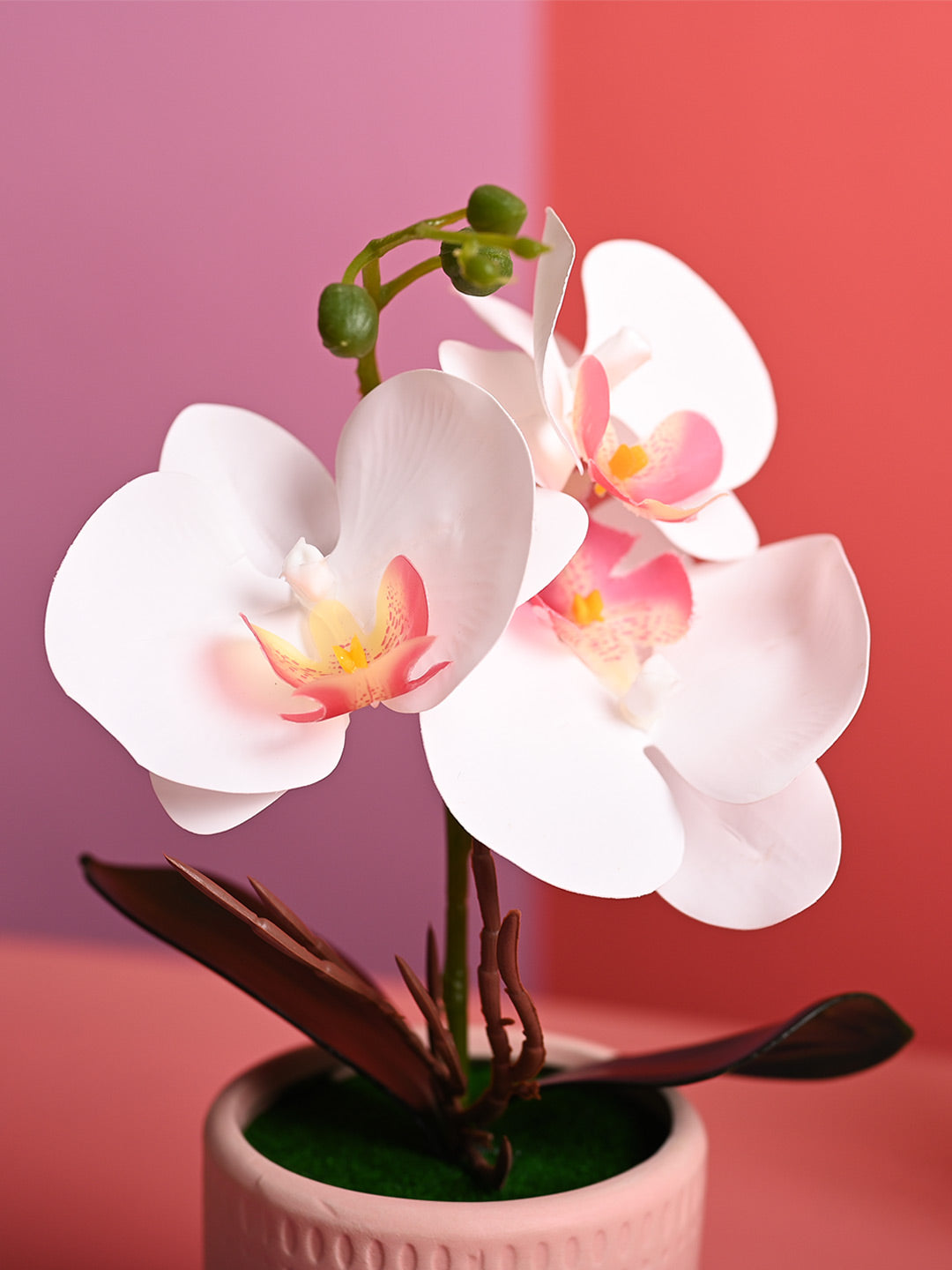 White Orchid Flowers With Pink Pot - Table Top Plants