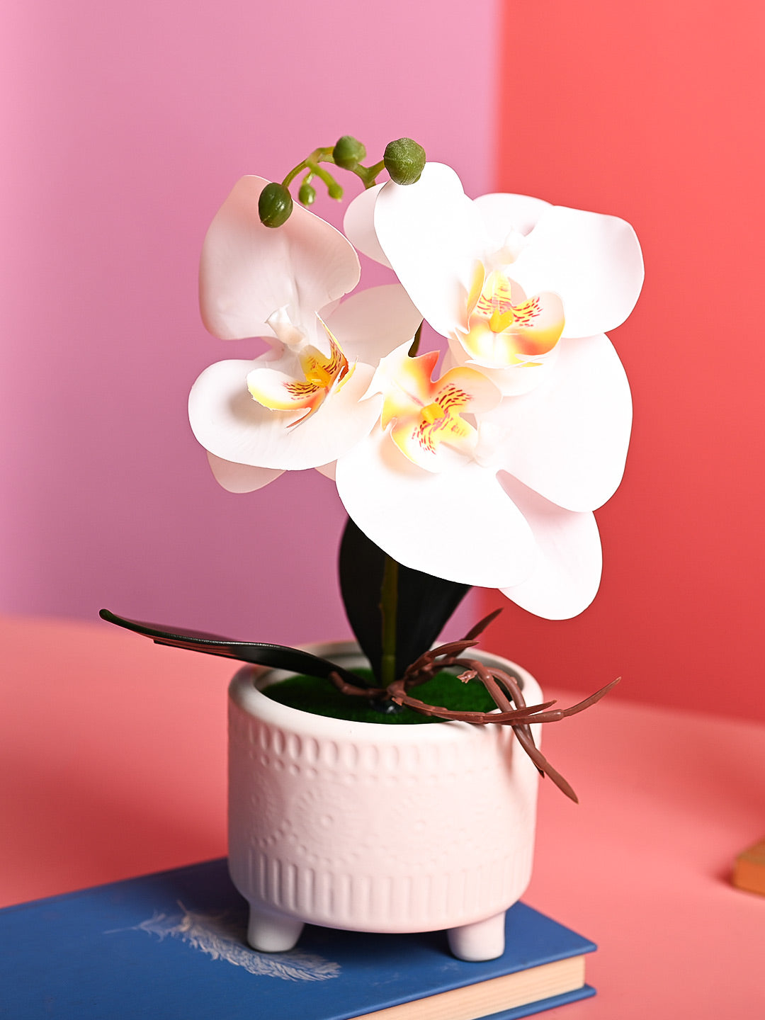 White Orchid Flowers With White Pot - Desktop Plants