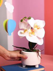 White Orchid Flowers With White Pot - Desktop Plants