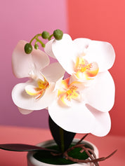 White Orchid Flowers With White Pot - Desktop Plants