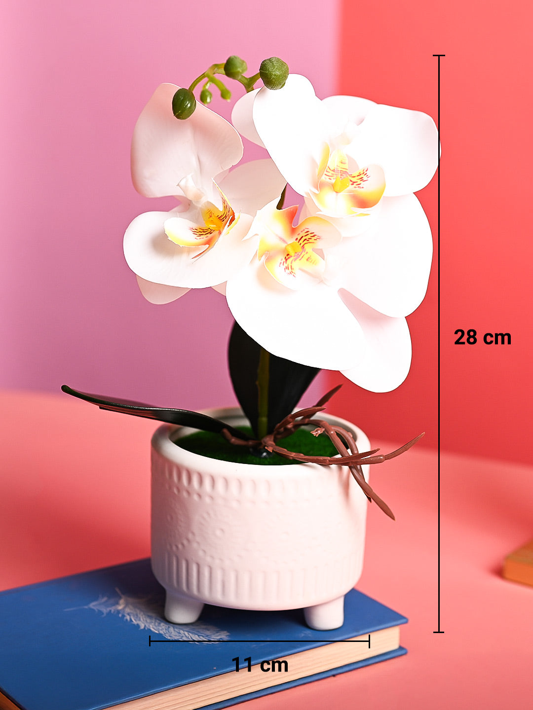 White Orchid Flowers With White Pot - Desktop Plants