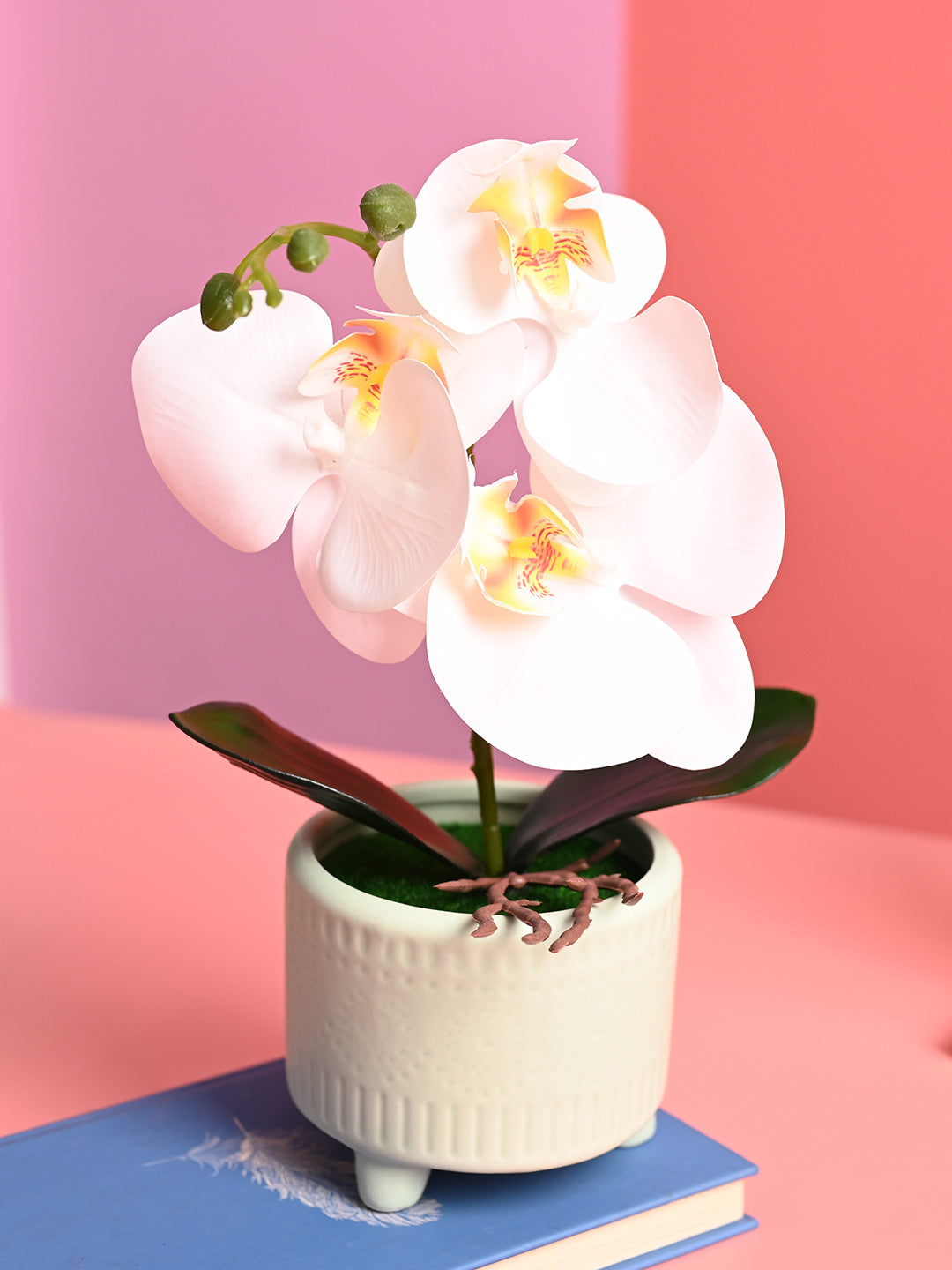 White Orchid Flowers With Green Pot - Indoor Office Plants