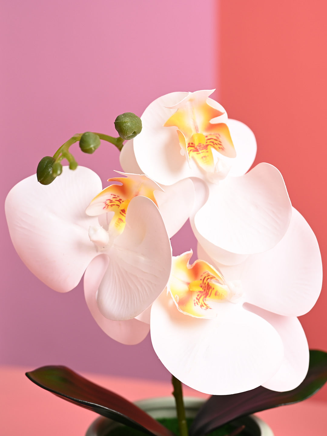 White Orchid Flowers With Green Pot - Indoor Office Plants