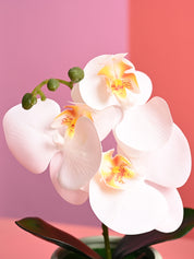 White Orchid Flowers With Green Pot - Indoor Office Plants