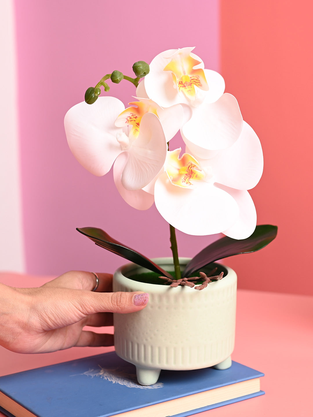 White Orchid Flowers With Green Pot - Indoor Office Plants