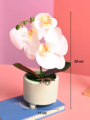 White Orchid Flowers With Green Pot - Indoor Office Plants